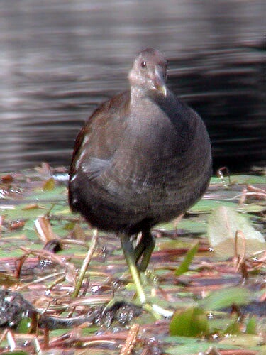 Gallinule poule d'eau (Gallinula chloropus) juvnile