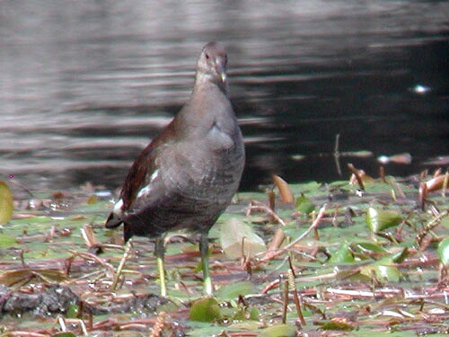 Gallinule poule d'eau (Gallinula chloropus) dans la vgtation aquatique