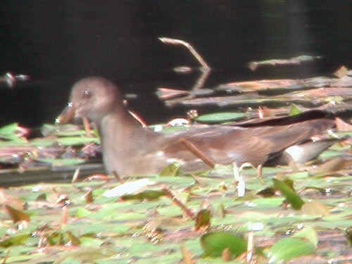 Poule d'eau qui nage