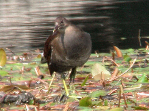 Gallinule poule d'eau (Gallinula chloropus) 