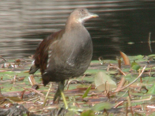 Gallinule poule d'eau (Gallinula chloropus) 
