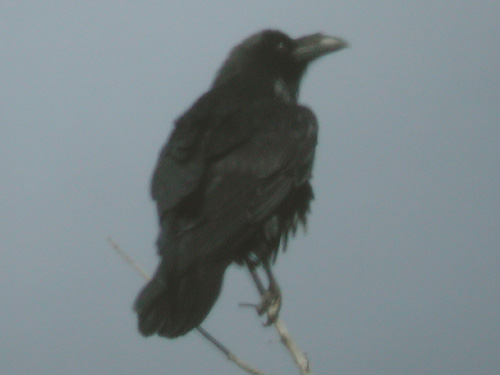Grand corbeau (Corvus corax)