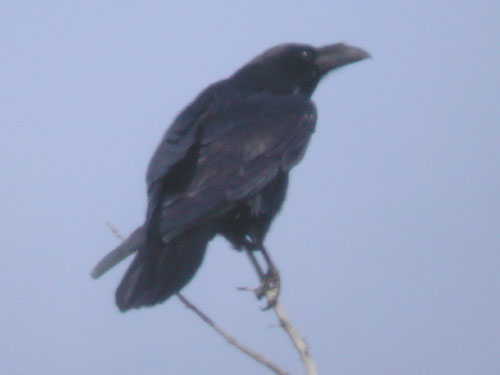 Grand corbeau (Corvus corax)