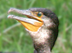 Tte de Grand cormoran