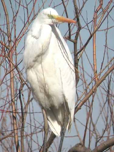 Grande Aigrette (Egretta alba)