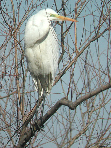 Grande Aigrette (Egretta alba)