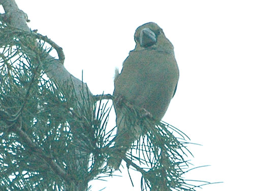 Grosbec casse-noyaux (Coccothraustes coccothraustes)