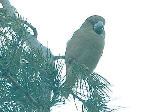 Grosbec casse-noyaux (Coccothraustes coccothraustes)