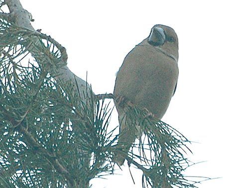 Grosbec casse-noyaux (Coccothraustes coccothraustes)