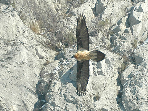 Gypaète barbu (Gypaetus barbatus) près de la crête rocheuse