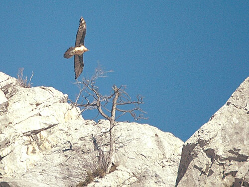Gypaète barbu (Gypaetus barbatus) en vol