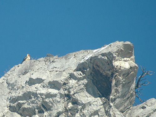 Gypaète barbu (Gypaetus barbatus) posé en haut d'une crête