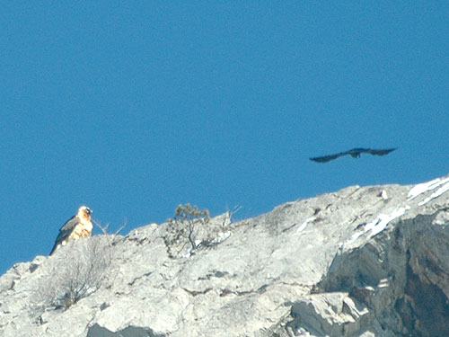 Gypaète barbu (Gypaetus barbatus) posé et harcelé par un corbeau