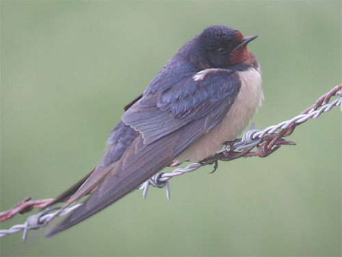 Hirondelle de chemine perche sur une cloture de fil barbel (Hirundo rustica, photo digiscopie) 