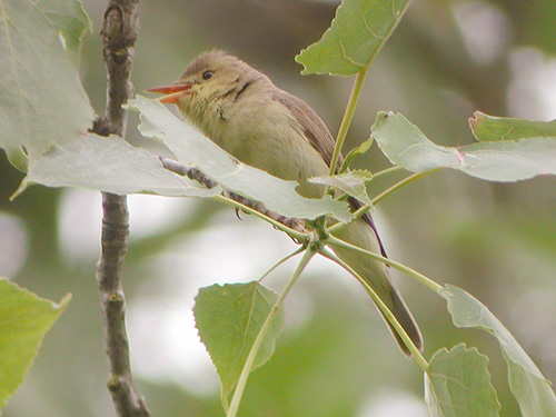 Hypolas polyglotte (Hippolais polyglotta) perch