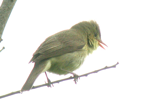 Hypolas polyglotte (Hippolais polyglotta)