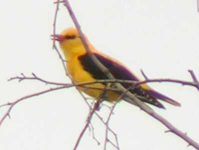 Loriot d'Europe (Oriolus oriolus)