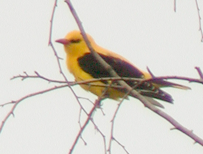Loriot d'Europe (Oriolus oriolus)