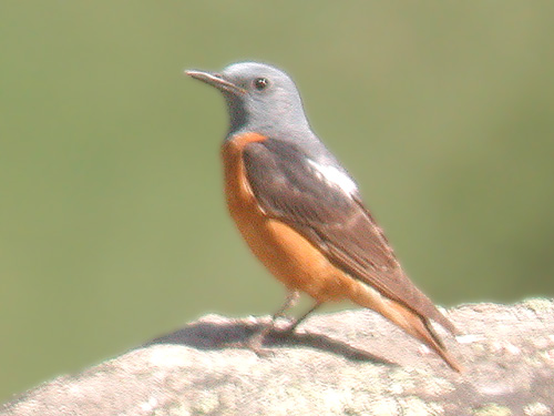 Merle de roche (Monticola saxatillis) Photo digiscopie