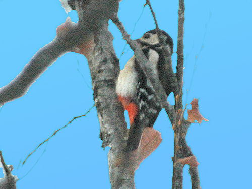 Pic peiche (Dendrocopos major)