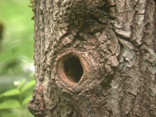 Pic peiche (Dendrocopos major), nid dans un tronc .Greater spotted Woodpecker