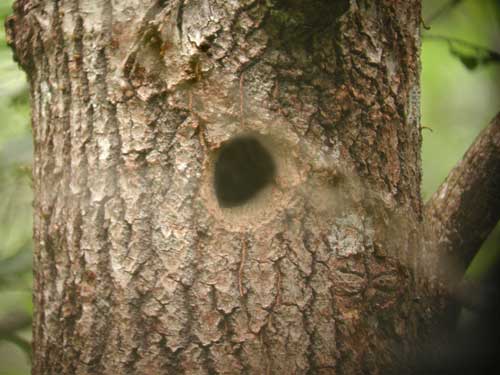 Pic peiche (Dendrocopos major), nid creus dans un tronc. Greater spotted Woodpecker