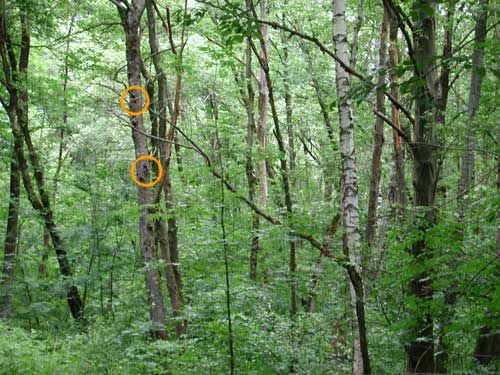 Pic peiche (Dendrocopos major), trous dans un arbre .Greater spotted Woodpecker
