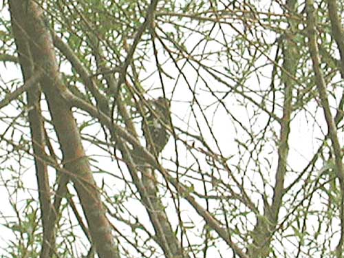 Pic peiche (Dendrocopos major) photo Greater spotted Woodpecker 