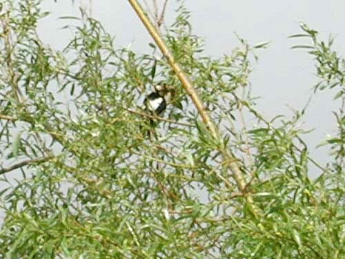 Pic peiche (Dendrocopos major), photo digiscopie.Greater spotted Woodpecker