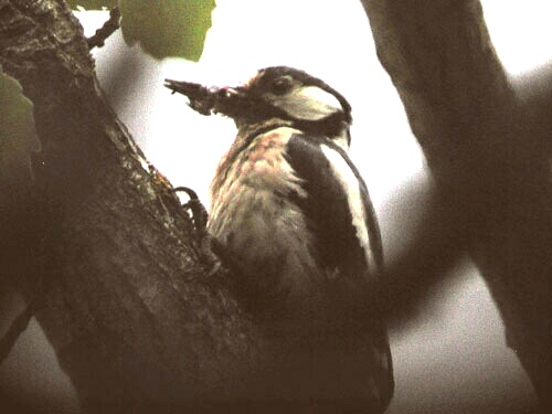 Pic peiche (Dendrocopos major), photo digiscopie.Greater spotted Woodpecker