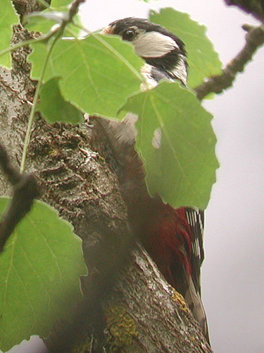 Pic peiche (Dendrocopos major), photo digiscopie.Greater spotted Woodpecker