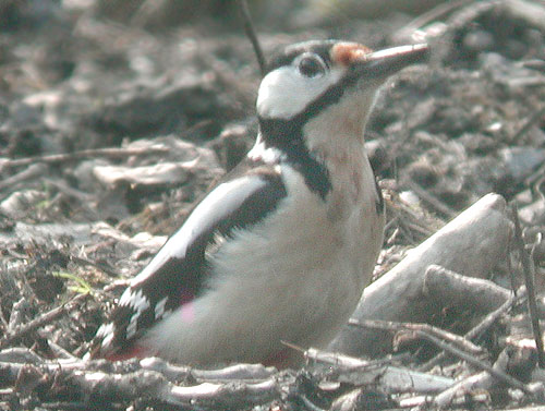 Pic peiche (Dendrocopos major) photo Greater spotted Woodpecker 