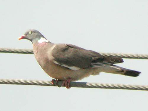 Pigeon ramier (Columba palumbus)