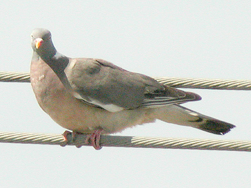 Pigeon ramier (Columba palumbus)