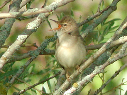 Rousserolle verderolle (Acrocephalus palustris) chanteur