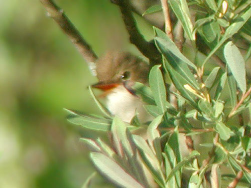 Rousserolle verderolle (Acrocephalus palustris)