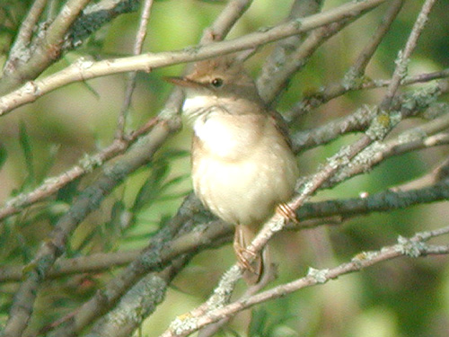 Rousserolle verderolle (Acrocephalus palustris)