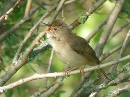Rousserolle verderolle (Acrocephalus palustris) dans un fourr de Saule