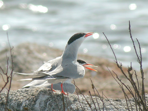 Couple de Sterne pierregarin (Sterna hirundo) sur un lot rocheux