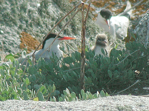 Sterne pierregarin (Sterna hirundo)
