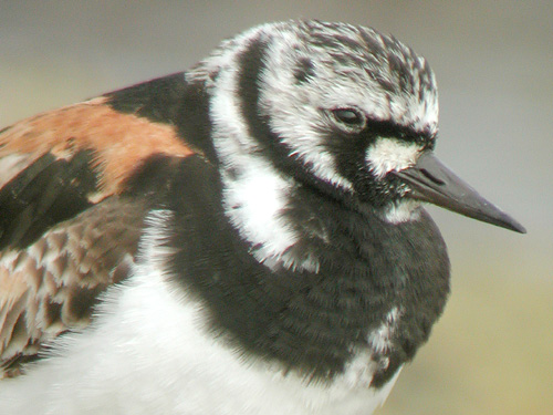 Portrait de Tournepierre  collier (Arenaria interpres)