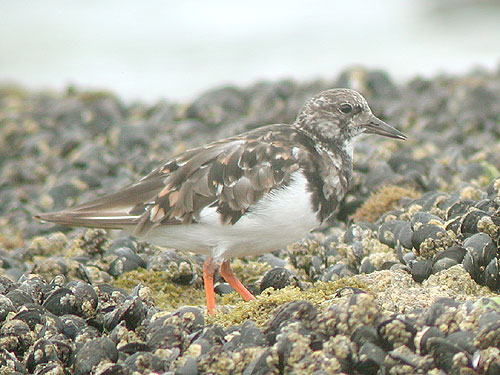 Tournepierre  collier (Arenaria interpres)