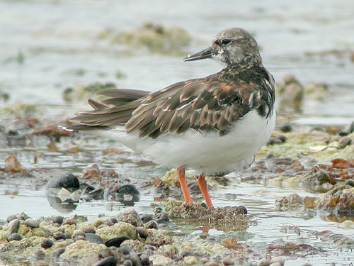 Tournepierre  collier (Arenaria interpres)