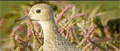 Logo bengif