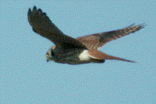 George Raiche - digibird.com