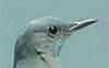 Imagesnature.free.fr