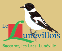 Oiseau Nature