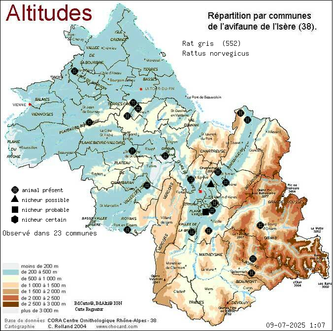 Rat gris (Rattus norvegicus): carte de rpartition en Isre