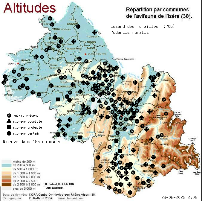 Carte de rpartition par communes en Isre d'une espce d'animal: Lzard des murailles (Podarcis muralis) selon Altitudes