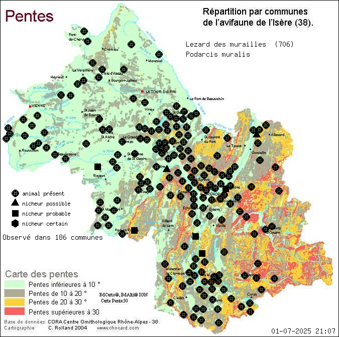 Carte de rpartition par communes en Isre d'une espce d'animal: Lzard des murailles (Podarcis muralis) selon Pentes